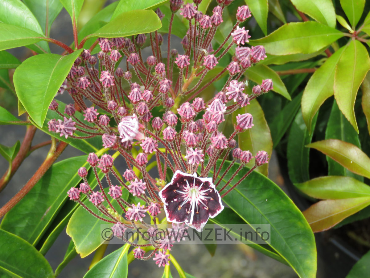Kalmia latifolia Mitternacht 09.JPG